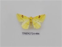 藏品(尺蛾278)的圖片